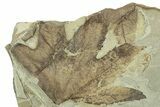 Fossil Leaf Plate - Green River Formation, Utah #323389-2